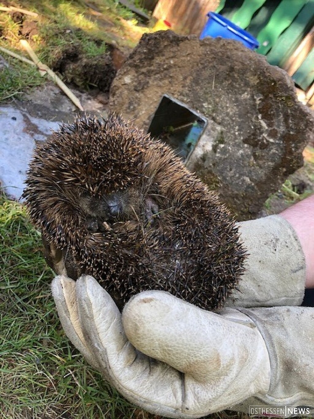 feuerwehr hanau befreit igel aus misslicher lage osthessen news