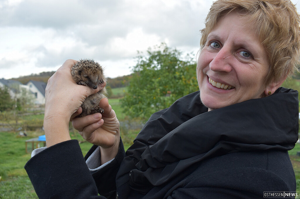 heike sippel hat schon 250 zu dunne igel uber den winter gebracht osthessen news