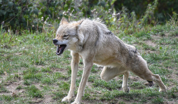 Ein Faktencheck Wie Gefahrlich Sind Wolfe Fur Menschen Osthessen News Ein Faktencheck Wie Gefahrlich Sind Wolfe Fur Menschen Osthessen News
