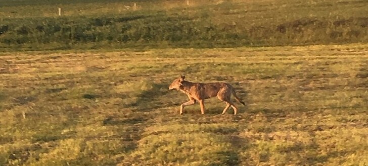 Es ist bestätigt: ein Wolf wurde am vergangenen Samstag in Dirlammen gesichtet.