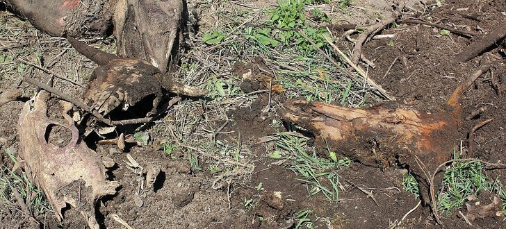 Gefundene Tierschädel im April 2019. Nun sollen Passanten einen menschlichen Schädel gefunden haben