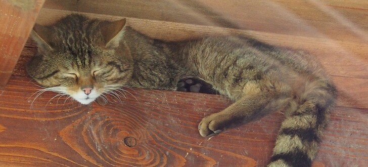 Schläfrige Wildkatze in ihrem Gehege im Wildpark Gersfeld.